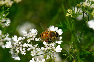 Coriander honey - Raw & Artisan