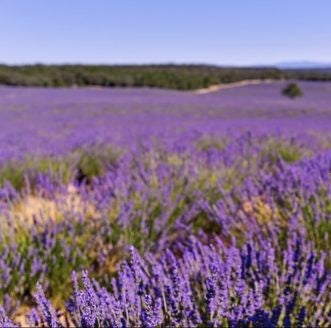 Lavender honey - Raw & Artisan